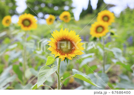 ガーデンミュージアム比叡　夏の草花 67686400