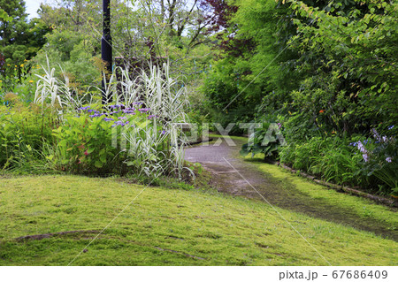 ガーデンミュージアム比叡 夏の草花 ガーデンミュージアム比叡 夏の草花 67686409