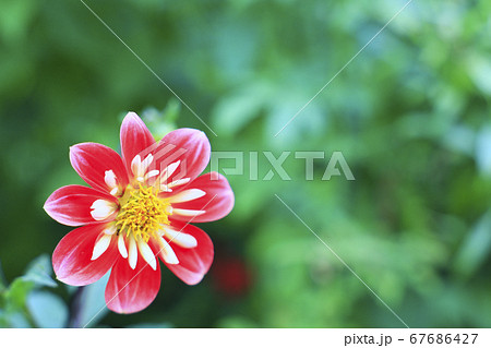 ガーデンミュージアム比叡 夏の草花の写真素材