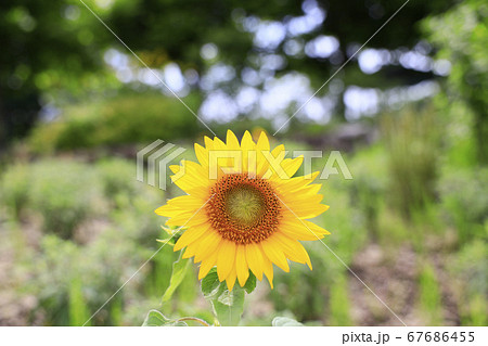 ガーデンミュージアム比叡 夏の草花の写真素材