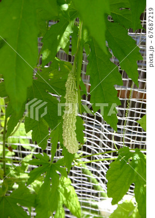 ゴーヤ ゴーヤ 67687219