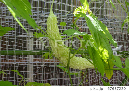 ゴーヤ　 67687220