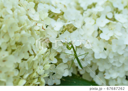 カマキリと紫陽花 67687262