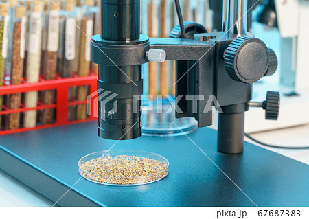 Research Analyzing Agricultural Grains And seeds Research Analyzing Agricultural Grains And seeds 67687383