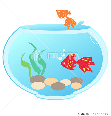 2匹の金魚がいる金魚鉢 67687845