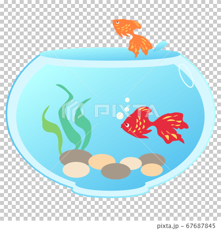 2匹の金魚がいる金魚鉢 67687845