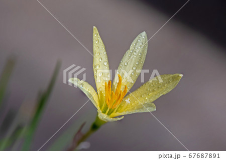 Yellow Rain Lily flowers blooming with rain drop 67687891