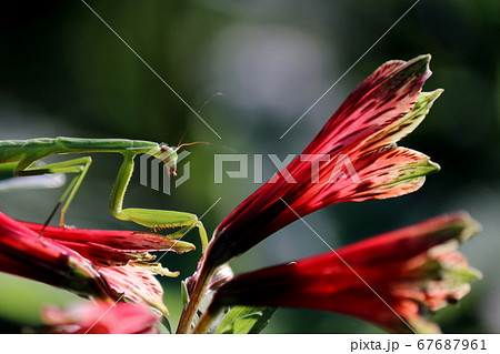ユリズイセンとカマキリ 67687961