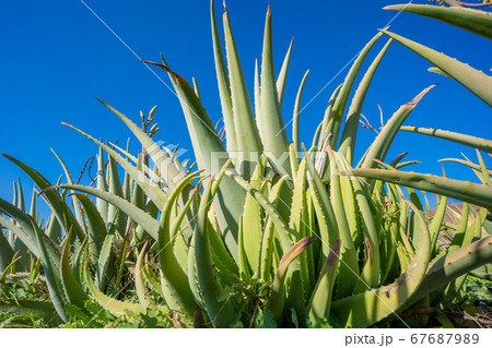 Aloe vera field; Furteventura, Canary Islands Aloe vera field; Furteventura, Canary Islands 67687989