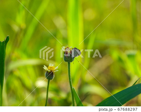 Grey butterfly on grass flower Grey butterfly on grass flower 67688297