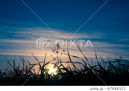 Grass spikes on sunset sky background Grass spikes on sunset sky background 67688322