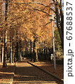 散歩道の秋の公園 67688537