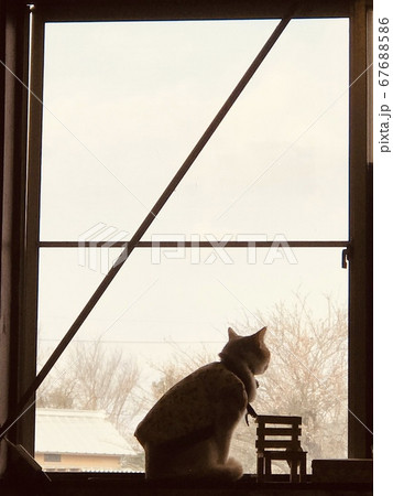 たそがれる猫 67688586