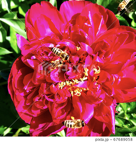 The colorful photo shows blooming flower peony The colorful photo shows blooming flower peony 67689058