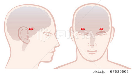 Amygdala. Profile and frontal view with location of pair of amigdalas in a human brain. Isolated vector illustration on white background. 67689602
