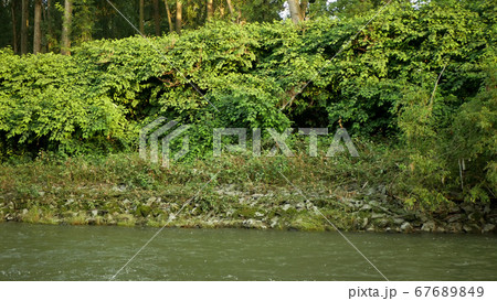 Knotweed Japanese, invasive expansive species of dangerous plants leaf in river shrub bushes growth lush, leaves Reynoutria Fallopia japonica intruder neophyte calamity flowers gatecrasher herbicides 67689849