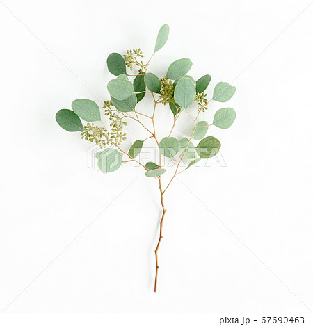 Green eucalyptus tree from branches and leaves with fruits in the form of berries on white background. flat lay, top view. floral concept 67690463