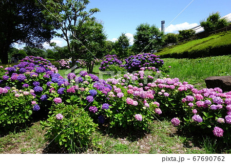 荻窪公園のアジサイ 荻窪公園のアジサイ 67690762