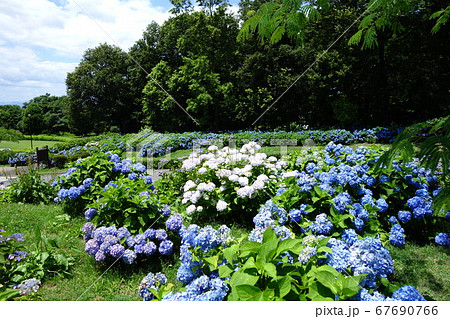 荻窪公園のアジサイ 67690766