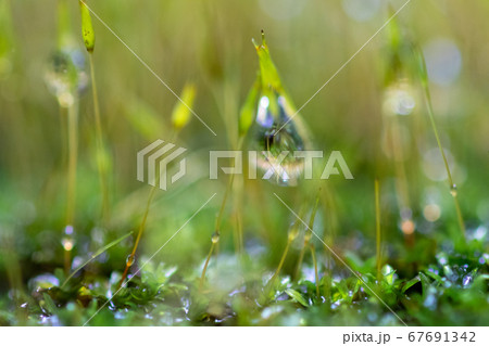 苔と滴 67691342