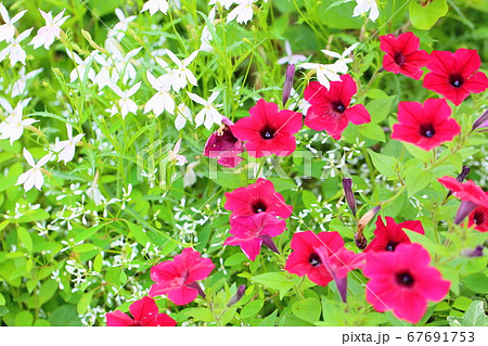 ペチュニアの花 67691753