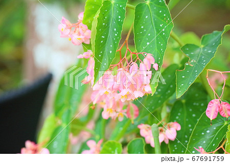 キダチベゴニアの花の写真素材