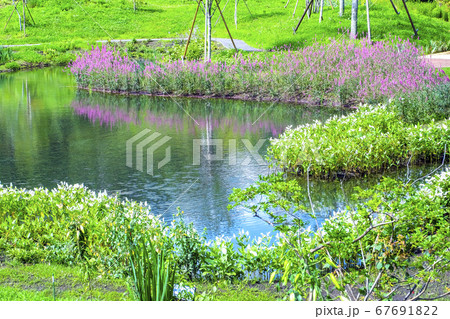 池に映るヤナギラン 67691822