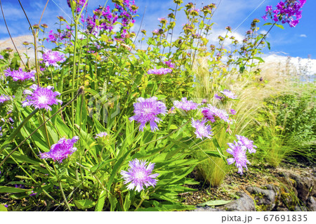 ストケシア 67691835