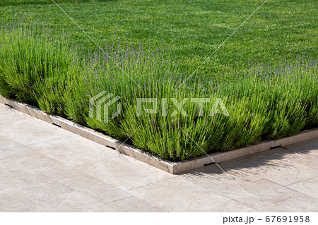 marble footpath and border with a green lawn and blooming lavender on a sunny summer day. 67691958