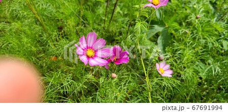 植物 ピンク フル 67691994