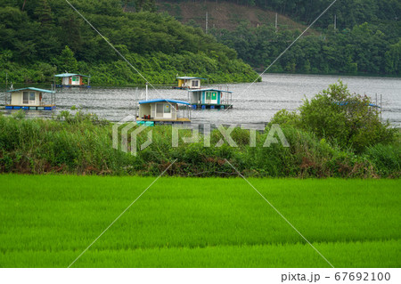 鎮川郡 初平貯水池 稲 67692100