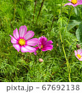 花びら 屋外 自然 67692138