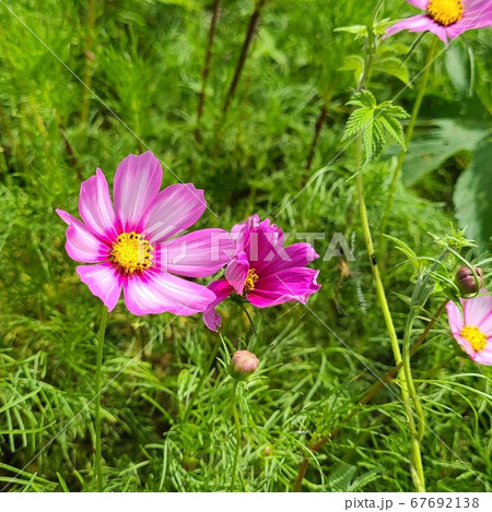 花びら 屋外 自然 67692138