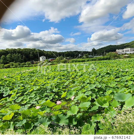 雲 葉 屋外 67692142
