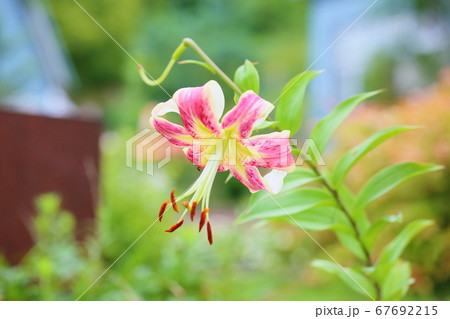 カノコユリの花 カノコユリの花 67692215