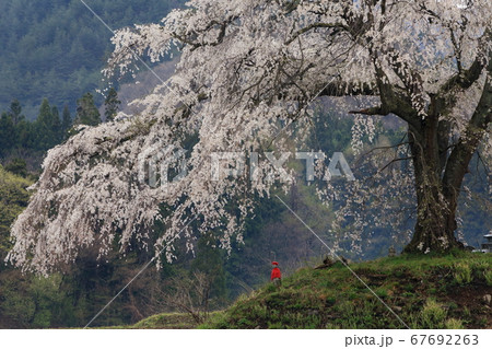 上発知の桜 上発知の桜 67692263