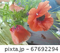 Trendy watercolor card with red poppies . Nature background. Banner design. Floral background. Green 67692294
