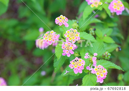 ランタナの花 67692818