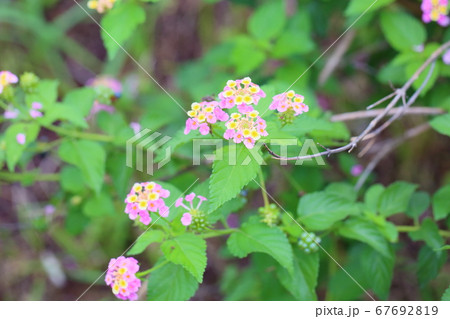 ランタナの花 67692819