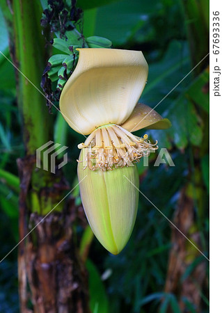バナナの花 バナナの花 67693336