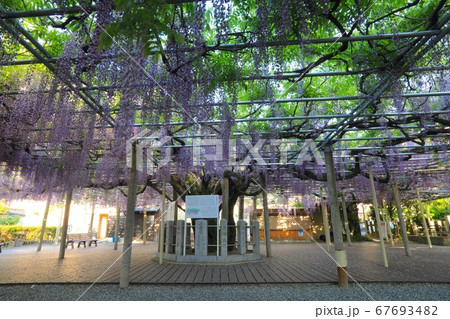 大歳神社の千年藤「かおり風景100選」「兵庫県指定天然記念物」/兵庫県宍粟市山崎町上寺 大歳神社の千年藤「かおり風景100選」「兵庫県指定天然記念物」/兵庫県宍粟市山崎町上寺 67693482