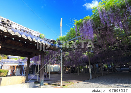 大歳神社の千年藤「かおり風景100選」「兵庫県指定天然記念物」/兵庫県宍粟市山崎町上寺 大歳神社の千年藤「かおり風景100選」「兵庫県指定天然記念物」/兵庫県宍粟市山崎町上寺 67693537