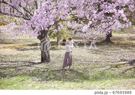 桜の木の下で遊ぶ家族 67693989