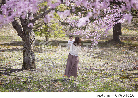 桜の木の下で遊ぶ家族 桜の木の下で遊ぶ家族 67694016
