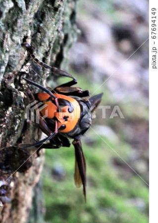 オオスズメバチ 67694149