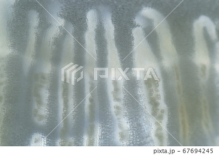 ハクサイのスライスした拡大断面 67694245