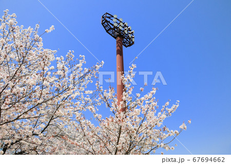 三好公園の桜 三好公園の桜 67694662