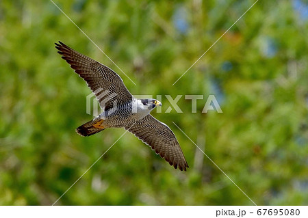 グリーンバックに悠然と飛ぶハヤブサ成鳥の写真素材