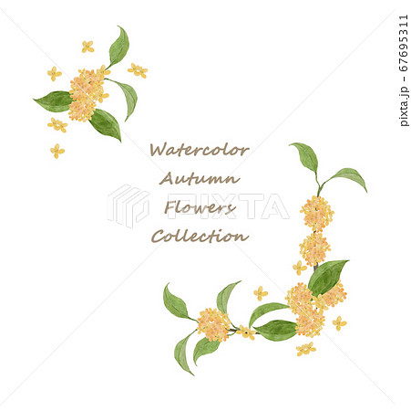 水彩の金木犀の花フレーム 水彩の金木犀の花フレーム 67695311