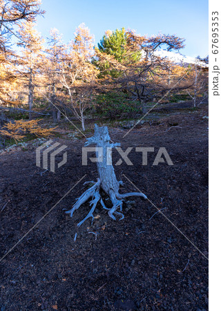 枯れ木 67695353